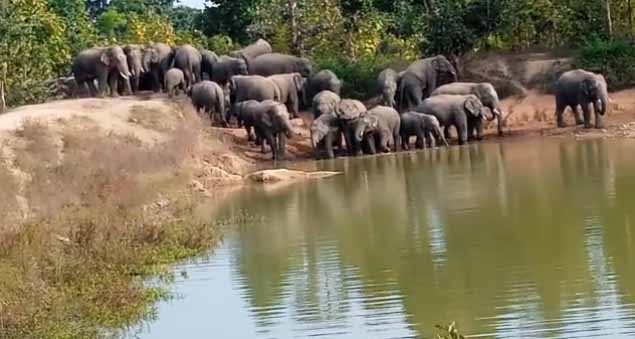 पसान क्षेत्र में हाथी blackoutnews.in