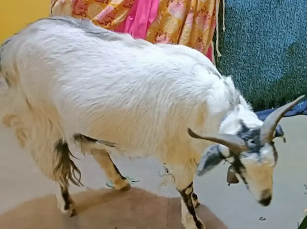 BJP leader's goat stolen