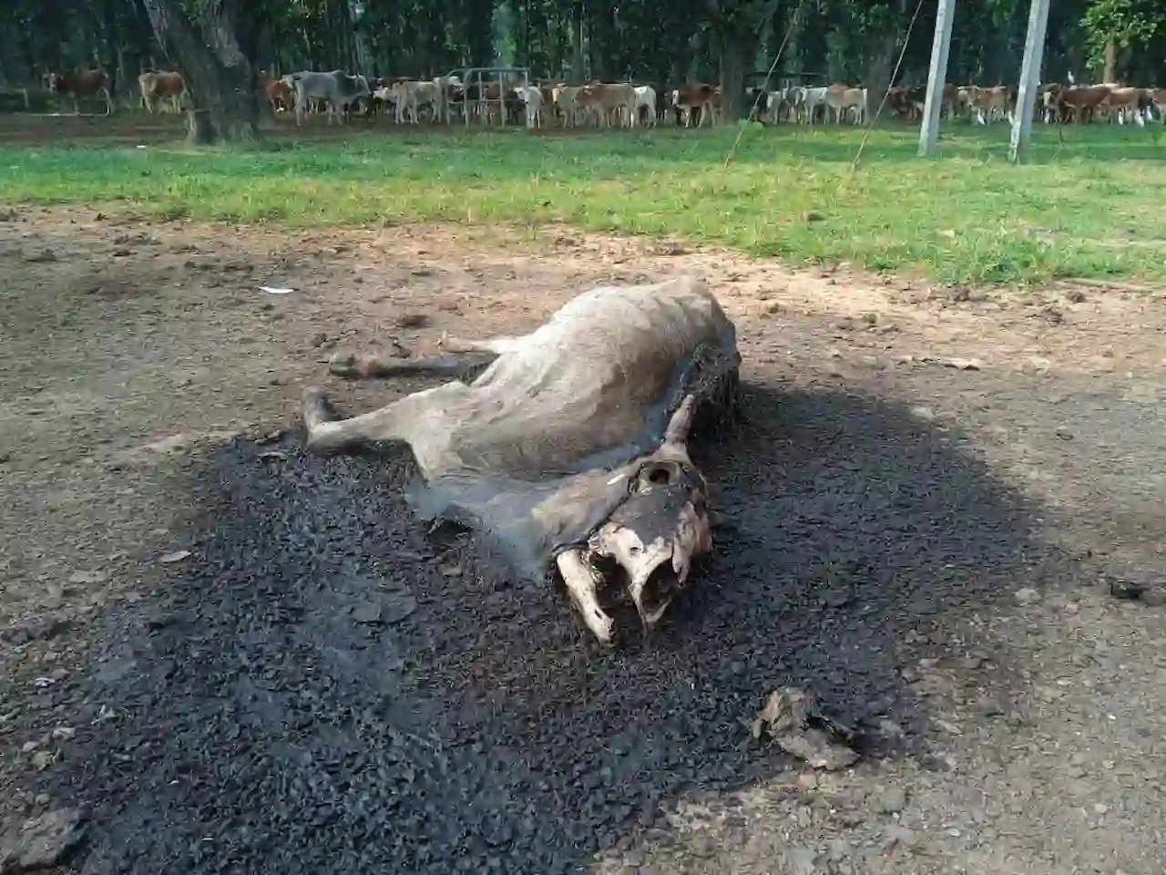 untimely death of cow 