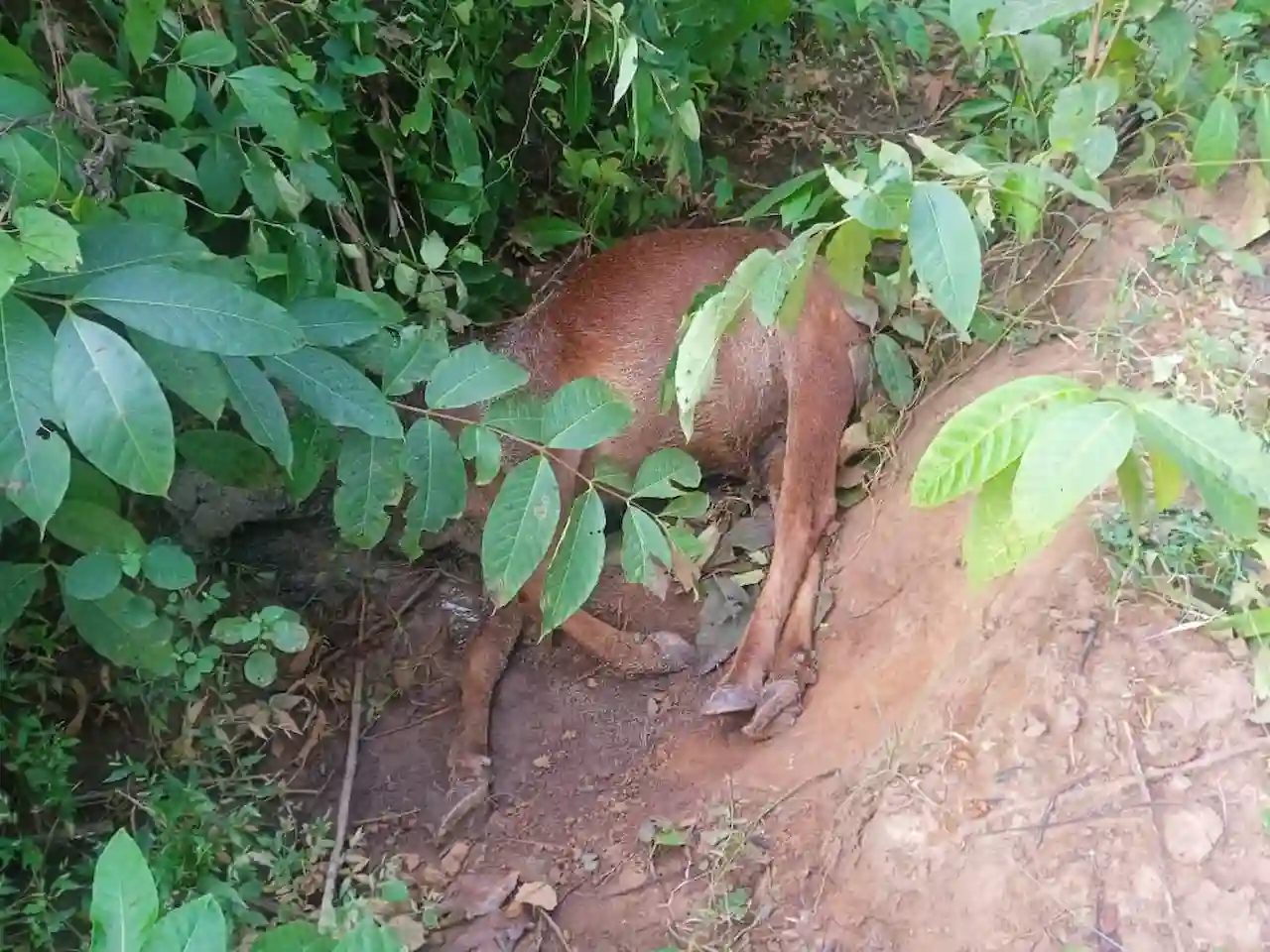 untimely death of cow 