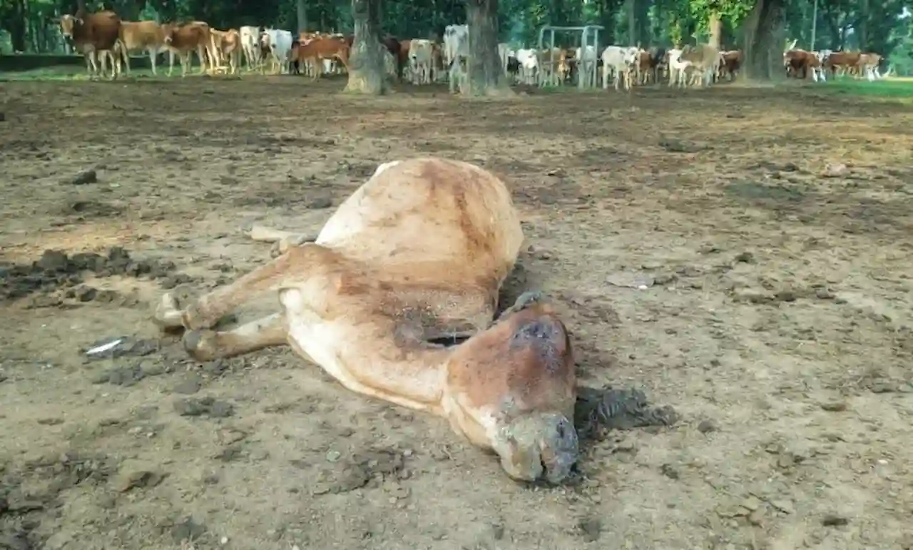 untimely death of cow 