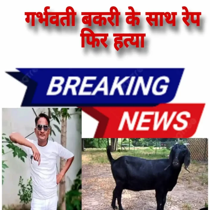 Goat raped and then killed 