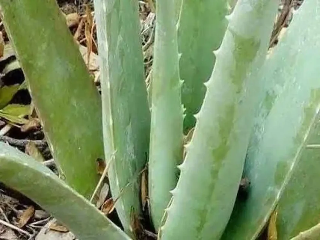 aloe vera home remedy 