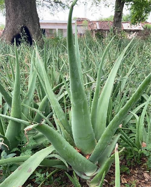 aloe vera home remedy 