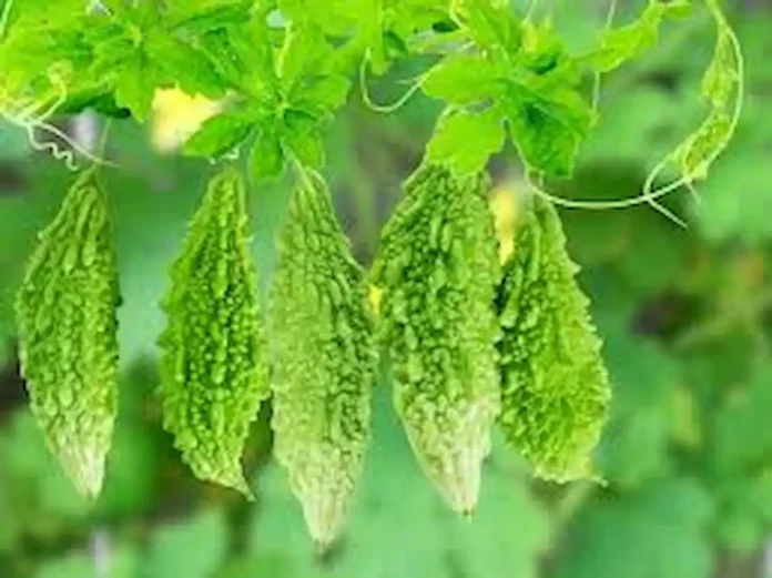 10 medicinal properties of bitter gourd