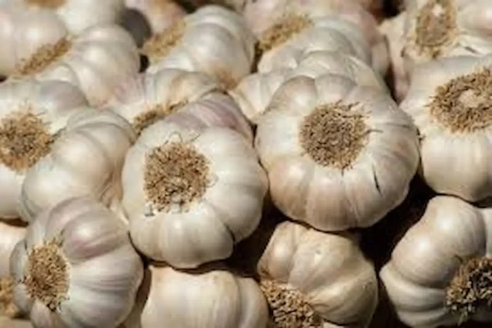 Medicinal properties of raw garlic