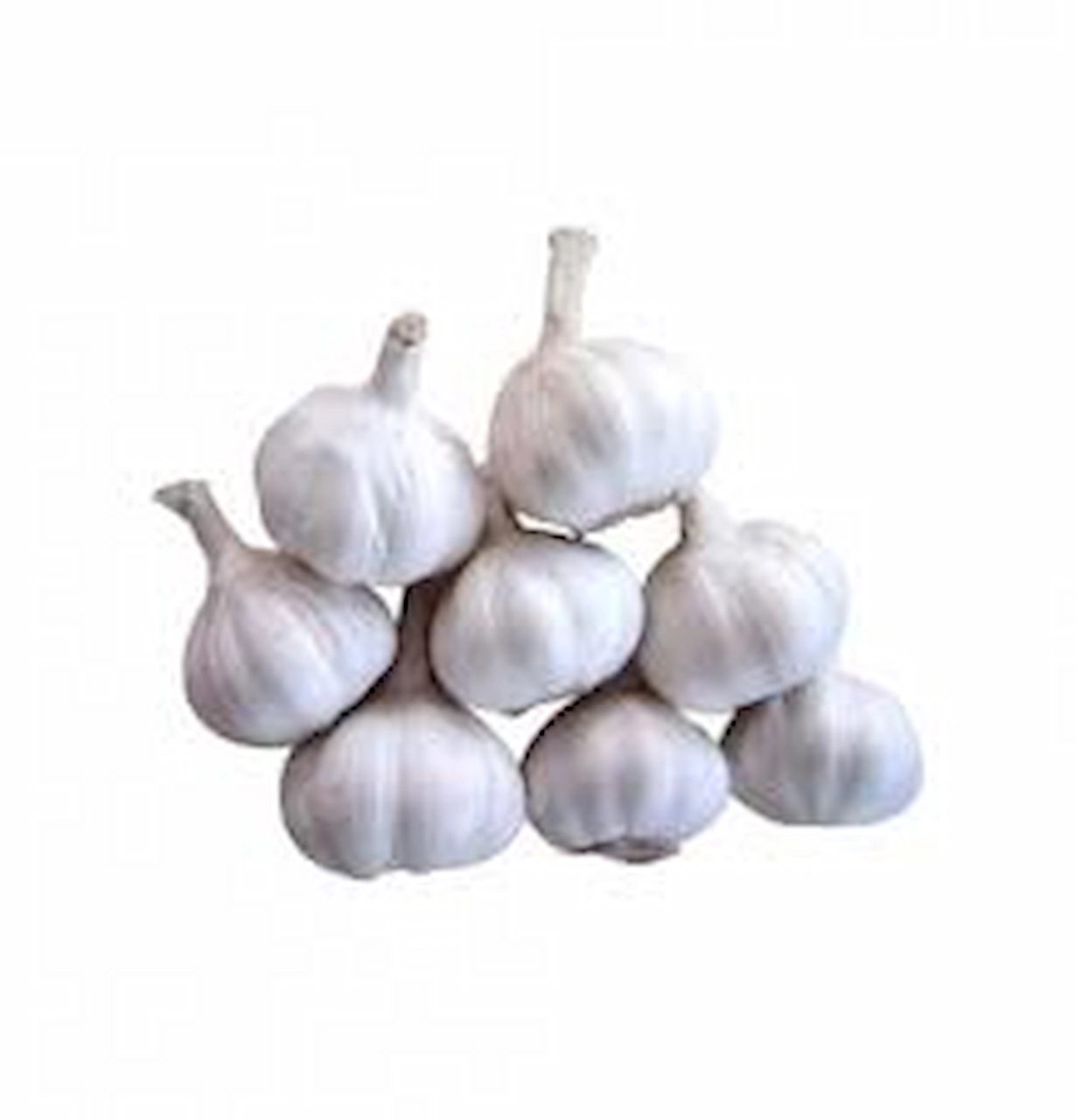 Medicinal properties of raw garlic