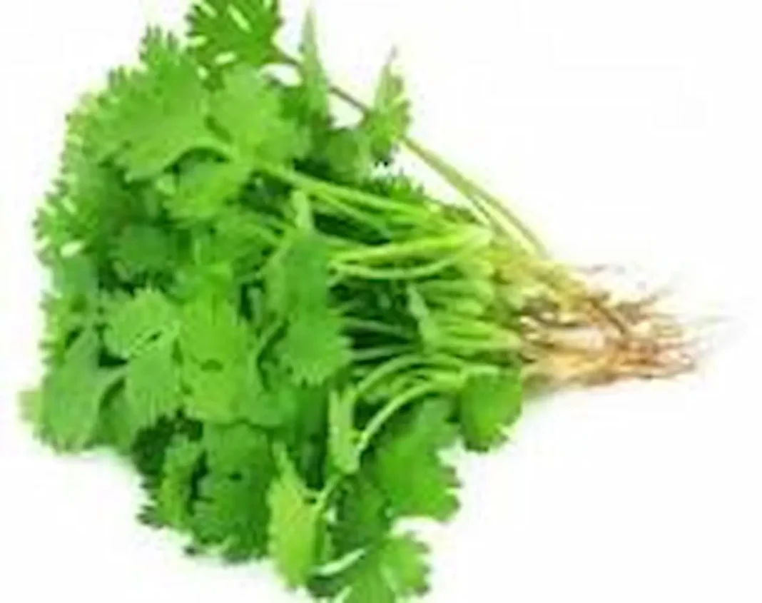 dhaniya Patti contains many vitamins