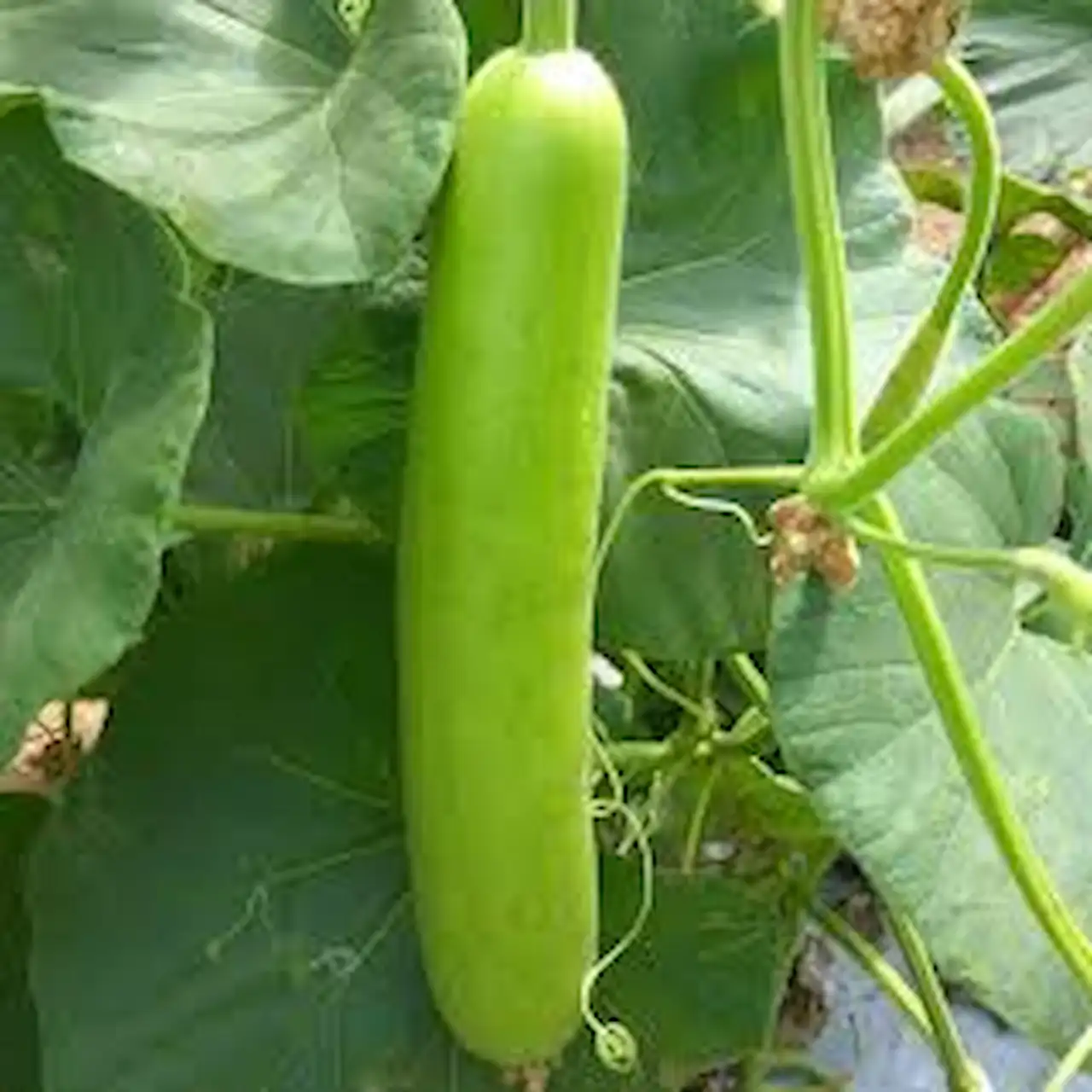 Benefits and side effects of bottle gourd