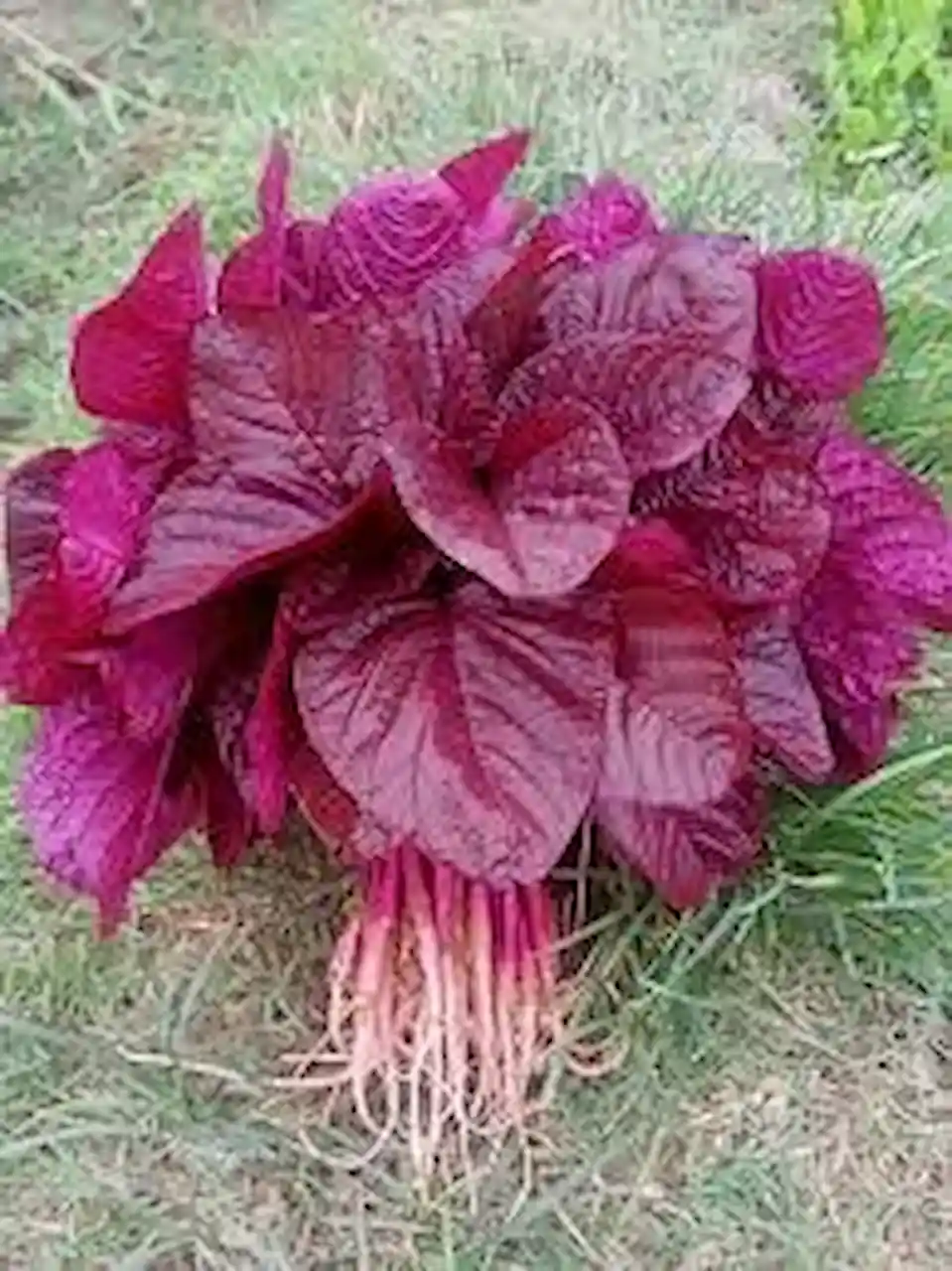 Lal Bhaaji has anti-cancer properties 