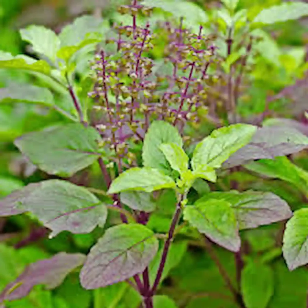 benefits of basil leaves 