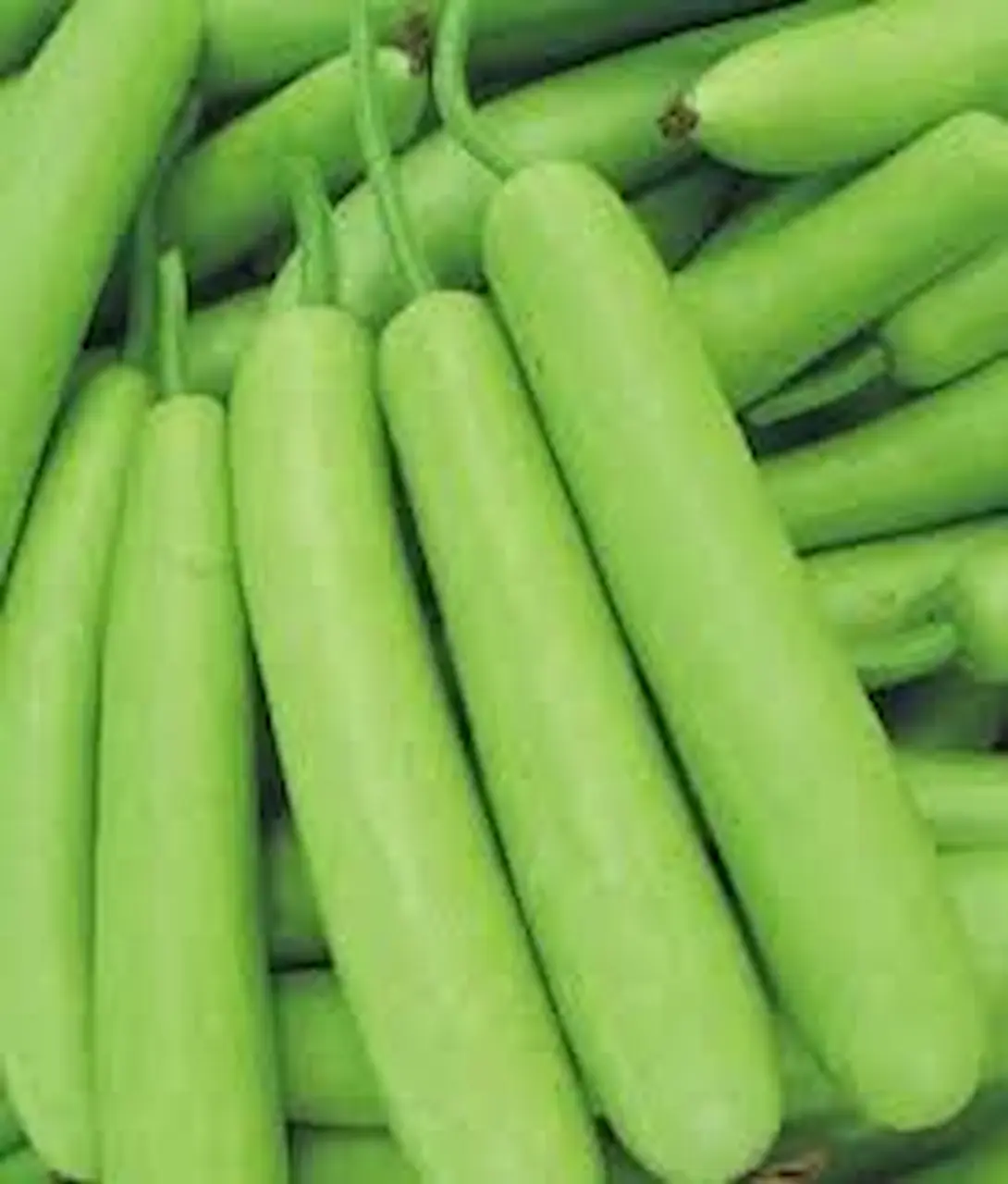Benefits and side effects of bottle gourd