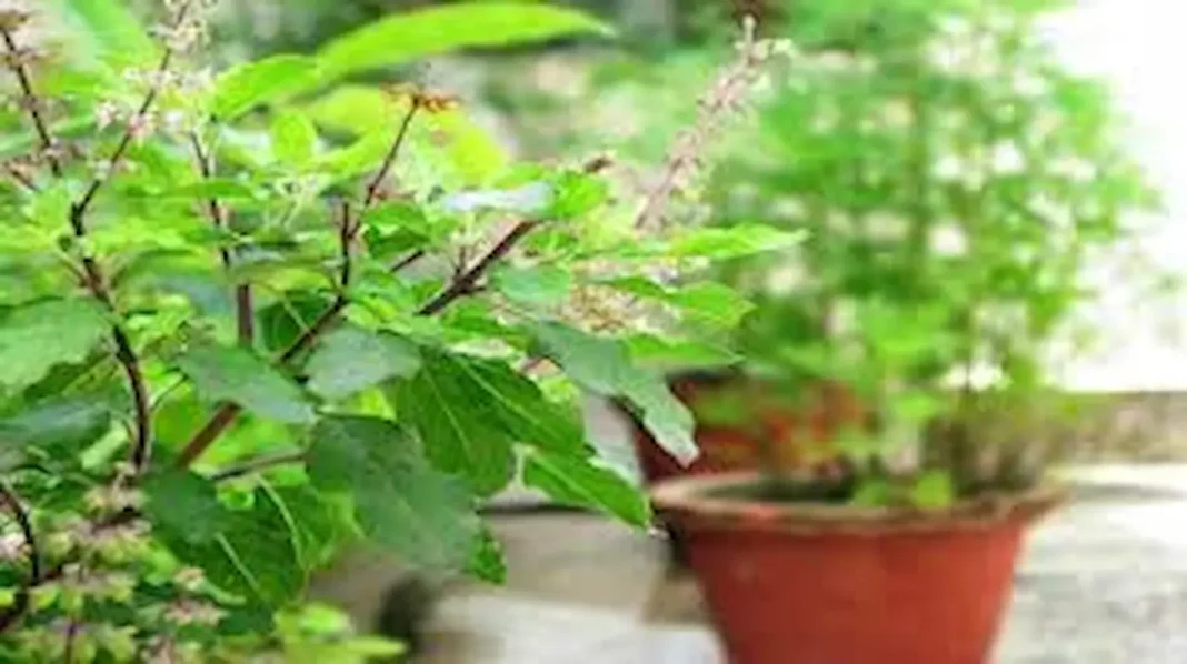 benefits of basil leaves 