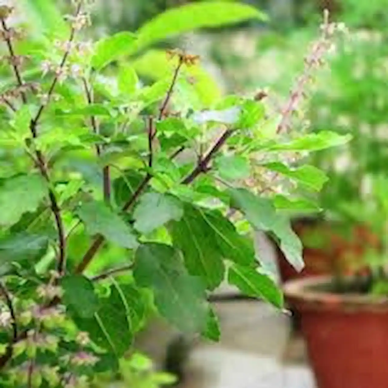 tulsi patte home remedy