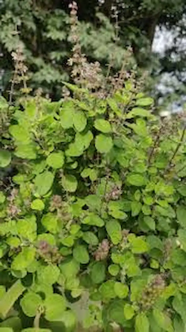 tulsi patte home remedy