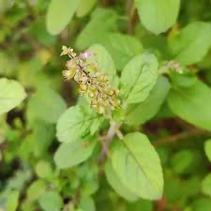 tulsi patte home remedy 