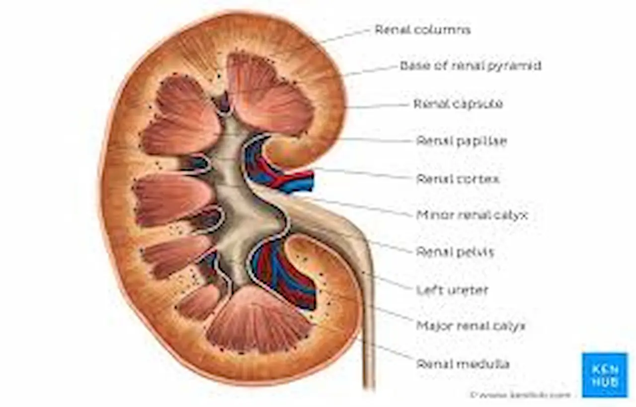 Home remedies for kidney disease