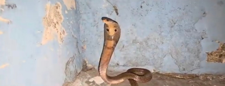snake day special