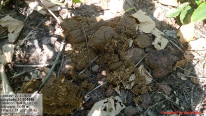 A herd of 12 elephants reached Balco