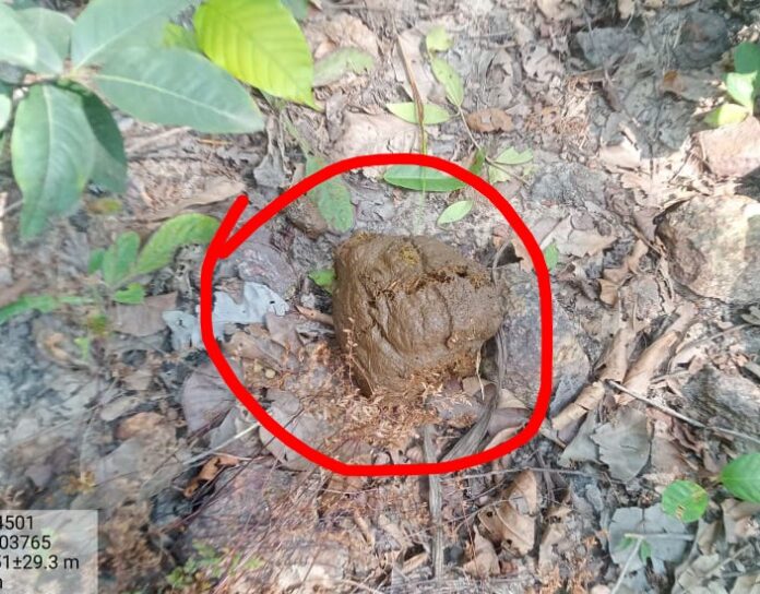 A herd of 12 elephants reached Balco