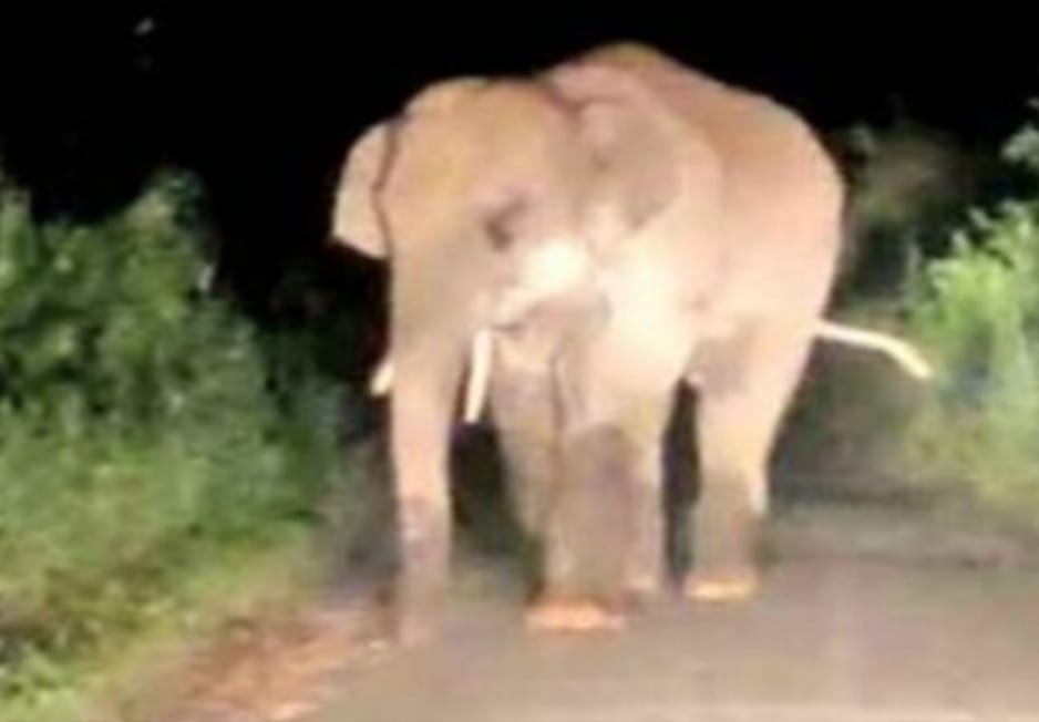 Tusker elephant reached Balco
