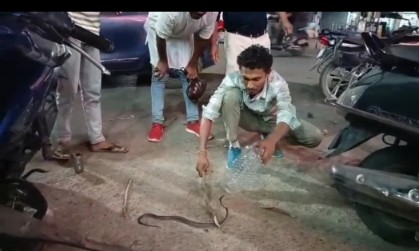 rescue of poisonous snake