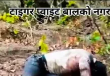 BALCO : टाइगर प्वाइंट के समीप खाई में युवक का मिला शव,पुलिस जुटी मामले की जाँच में..