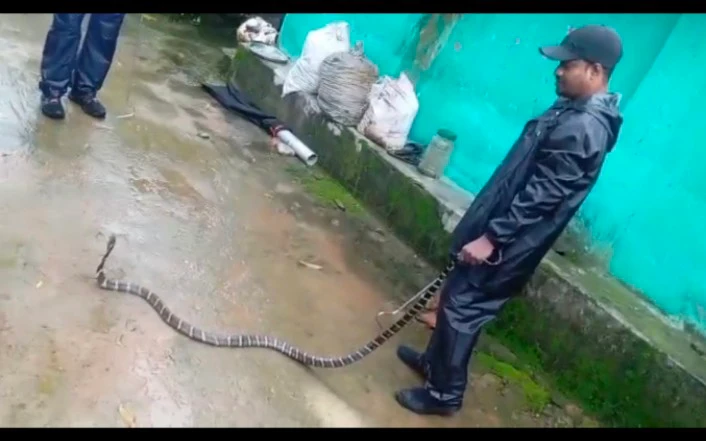 Rescue of a small King Cobra